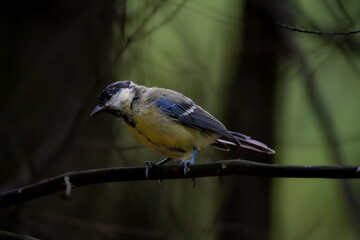 Great tit perched sideways on a thin dark branch against soft woodland bokeh © Nguyen Duc Binh