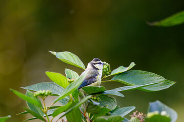 Eurasian blue tit seen from behind while perched in a leafy berry bush © Nguyen Duc Binh