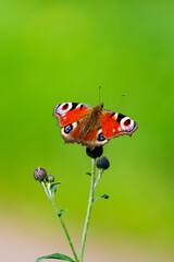 European peacock butterfly spreading its wings above a thistle bud on a slender stem © Nguyen Duc Binh
