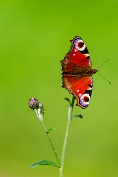 European peacock butterfly holding its wings at a steep angle on a thistle