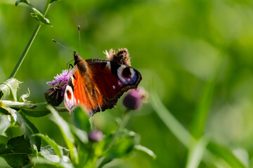 Side view of a European peacock butterfly feeding on a purple thistle flower © Nguyen Duc Binh