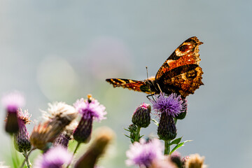 European peacock butterfly seen from the side on a thistle in warm backlight © Nguyen Duc Binh