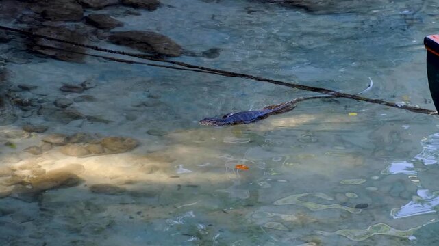Asian water monitor lizard reptile Varanus salvator swimming next to fishing boat in shallow ocean water on Pulau Weh in Aceh, Indonesia