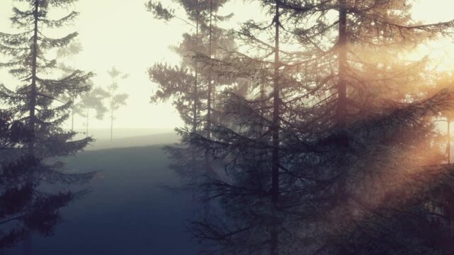 Sunlight breaks through the branches of trees in a foggy forest. The scene is set early in the morning with a slight mist covering the ground.