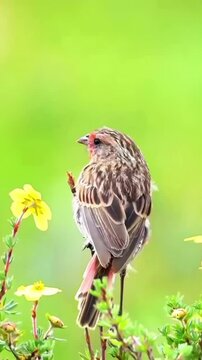 Beautiful common linnet perched on a flower stem in nature