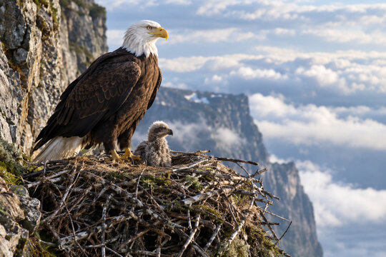 Eagle guarding its nest on a cliff edge with a single eaglet under morning light.