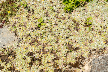 Achillea Chrysocoma plant in Saint Gallen in Switzerland 22.7.2026 © Robert