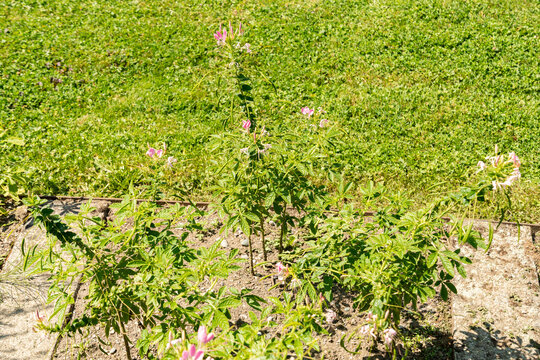 Spiny spiderflower or Cleome Spinosa plant in Saint Gallen in Switzerland 22.7.2026