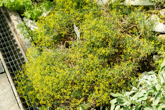 Bupleurum Spinosum plant in Saint Gallen in Switzerland 22.7.2026