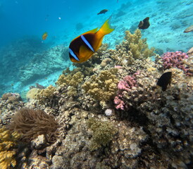 Orange and black fish with bright blue stripes above a colorful coral reef in the Red Sea © RED SEA