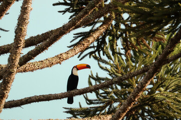 Toco Toucan Perched Among Araucaria Branches, Serra da Mantiqueira, Brazil © Aru