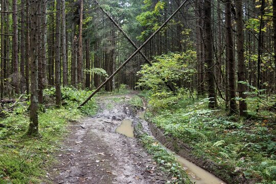 Muddy forest trail with deep tire ruts and fallen trees crossing overhead in a dense wild woodland setting with green foliage and swampy puddles along a narrow path