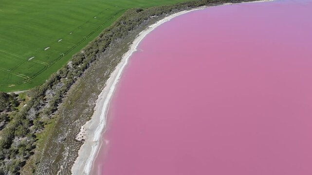 Aerial drone view of Pink Lake's vivid pink water meeting a white salt crust shoreline bordered by native scrub and green farmland, Dimboola, Victoria, Australia. Natural geological phenomenon