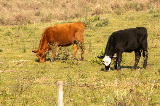 Vacas pastando