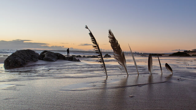 Feathers, Praia da Gale, Albufeira, Algarve, Portugal