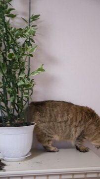 Naughty domestic cat is caught in the act of making a mess while left unattended at home. The pet has been digging the soil in the pots of indoor plants, scattering dirt around.