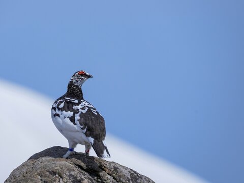 環境保護と絶滅危惧種ライチョウのコンセプトイメージ