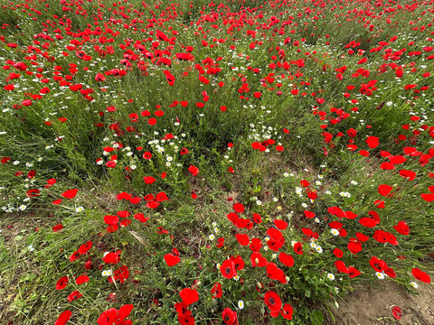 Spring bloom of wild poppies (Papaver)