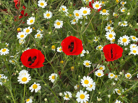 Spring bloom of wild poppies (Papaver)