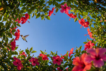 Fototapeta premium Hibiscus Flowers Framing a Blue Sky