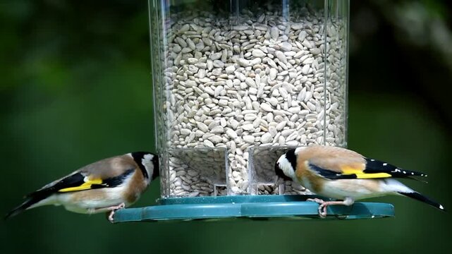 European goldfinch (Carduelis carduelis) eats sunflower seeds, Hesse, Germany