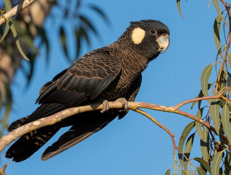 Carnabys black cockatoo perches on tree branch. Endangered Australian parrot with yellow cheek patch sits among eucalyptus leaves. Close up shot of endemic bird species in wild bushland habitat under