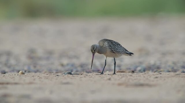 Black-tailed Godwit, Limosa limosa, bird on sand, Devon, England, United Kingdom