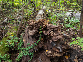 Fototapeta premium Heavily decayed tree stump and fallen deadwood on a woodland floor, with invasive wintercreeper (Euonymus fortunei) spreading as groundcover around the decaying wood.