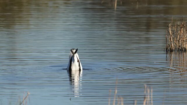 Common Shelduck, Tadorna tadorna, bird on winter marshes, Devon, England, United Kingdom
