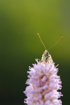 A front-facing portrait of a butterfly on a pink flower.