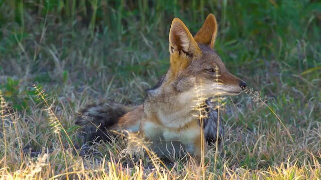 Black-backed jackal (Lupulella mesomelas) Jackals in Nxai Pan National Park, Botswana