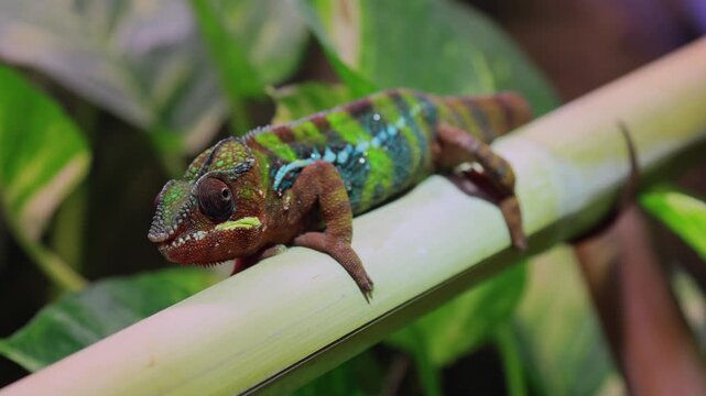 Panther chameleon (Furcifer pardalis), adult, tree, look, observe, eye movement, Madagascar