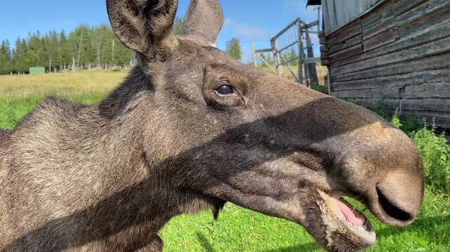 Close-up of a moose with brown fur and visible ear, in front of a meadow on a sunny day, heraldic animal, J&auml;mtland, Sweden