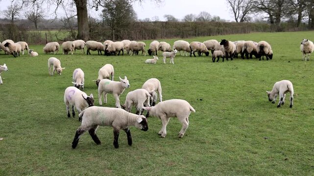 Original sound, sheep and lambs in a pasture, Moreton-in-Marsh, The Cotswolds, England, Great Britain