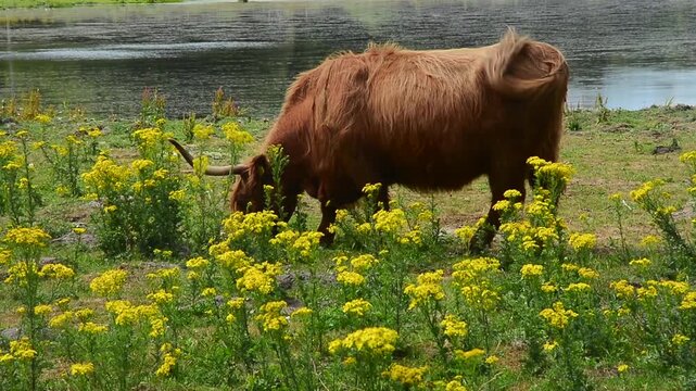 Cattle graze on field with common ragwort (Jacobaea vulgaris), highly toxic plant in a meadow in Snogeholm, Sj&ouml;bo municipality, Sk&aring;ne, Sweden, Scandinavia