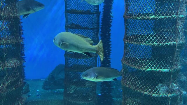 Sunlit Blue Ocean Underwater Aquaculture Pens With Cylindrical Fish Cages Between Lattice Towers