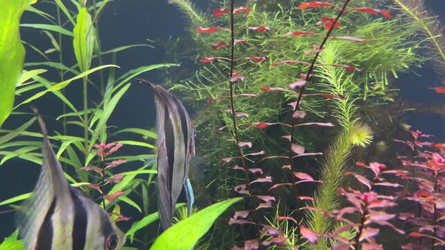 Close-Up Angelfish Head Swimming Near Lush Green Aquarium Plants, Pale Striped Scales and Bright Eye in Clear Underwater Light