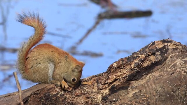 North American red squirrel. Tamiasciurus hudsonicus. Squirrel eating a wild nut. La Mauricie national park. Province of Quebec. Canada