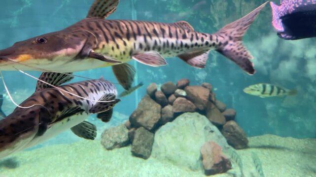 Mottled brown catfish with long barbels swim past rock pile in aquarium, gliding through clear greenish water with calm underwater lighting and blurred plants