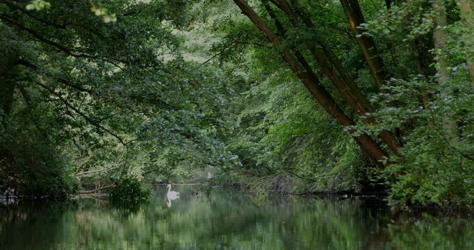 Swan in the canal Alte Fahrt between Bolter Schleuse and Caarpsee, stand-up paddler, forest, trees, reflection, M&uuml;ritz National Park, Mecklenburg Lake District, Mecklenburg-Vorpommern, Germany