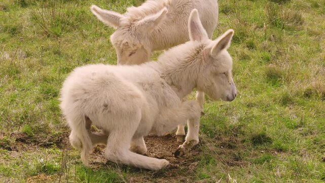 Two young white donkeys (Asinus) on a meadow in the sunlight, Lake Neusiedl National Park, Burgenland, Austria