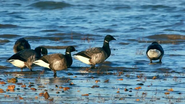 Brent Goose (Branta bernicla) in winter time, Devon, England, United Kingdom