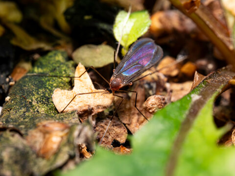 Tiny insect with iridescent wings crawls on damp leaf litter