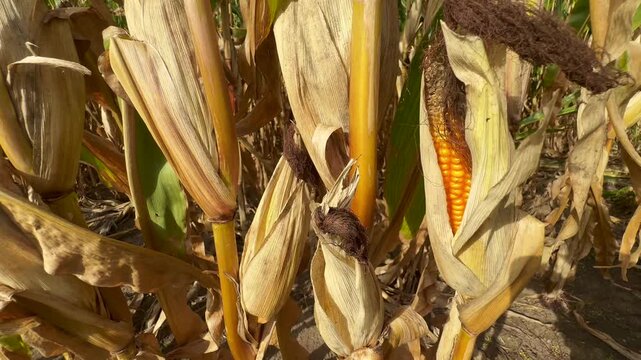 Corn maize (Zea mays) in a field, ripe for harvest in Ystad Municipality, Sk&aring;ne County, Sweden, Scandinavia