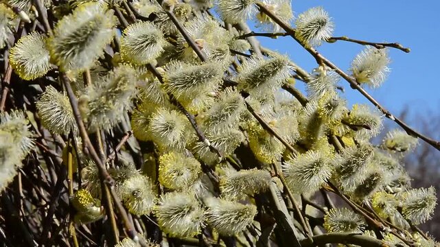 Hanging pussy willow (Salix caprea 'Kilmarnock') in spring in Ystad, Sk&aring;ne County, Sweden, Scandinavia