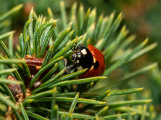 Ladybug rests on pine needles, its red shell gleaming © Dennis