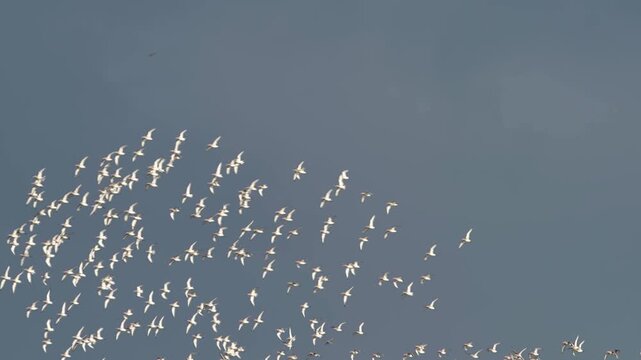 Black-tailed Godwit, Limosa limosa, birds in flight over Marshes, Devon, England, United Kingdom