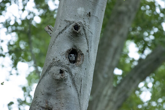 Screech owl poking it's head just inside a hole within a tree. 
