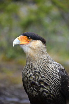 Close-up portrait of a Southern crested caracara (Caracara plancus) bird of prey
