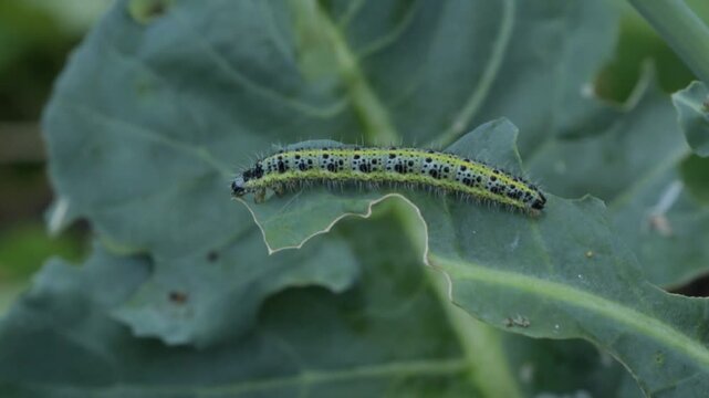 Zoom, zoom in, time lapse, caterpillar, Cabbage butterfly (Pieris brassicae), eating leaf of a broccoli plant, rose garden, Lower Saxony, Germany